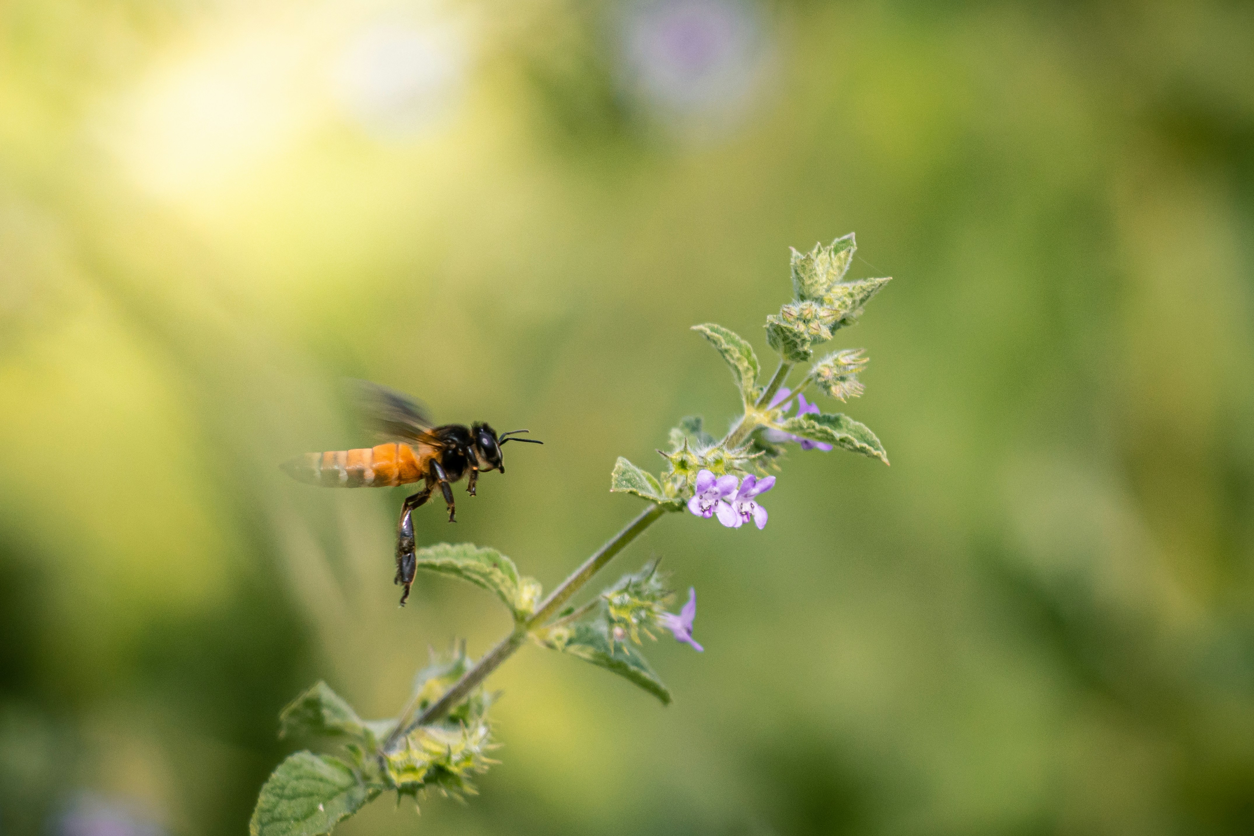 Photo by pradeeep_raj