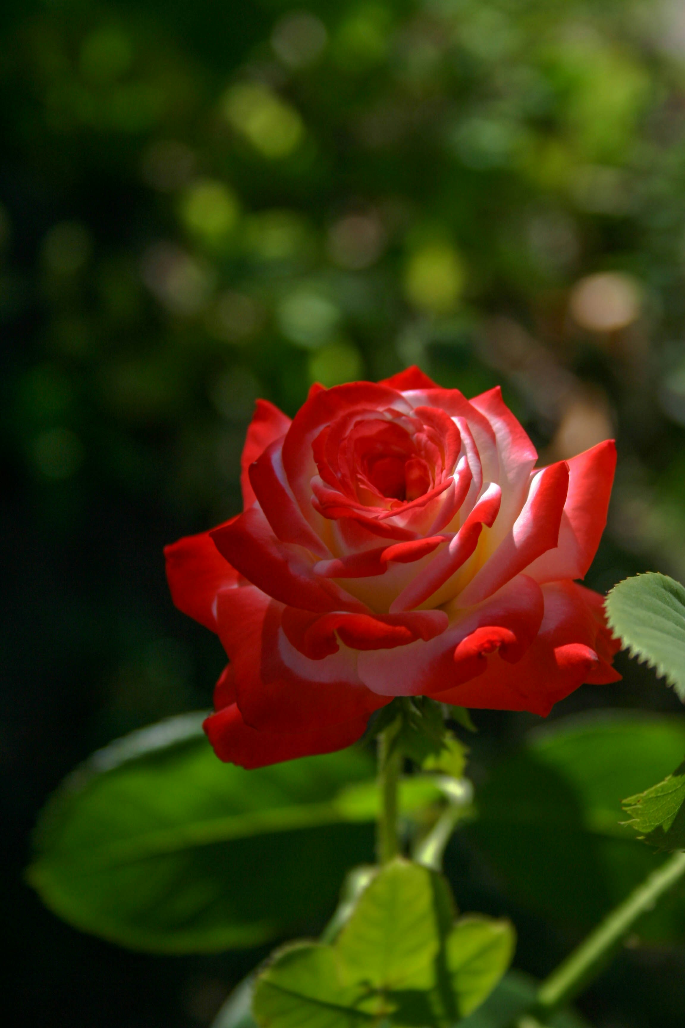 Photo by darrrrr_yaaaa