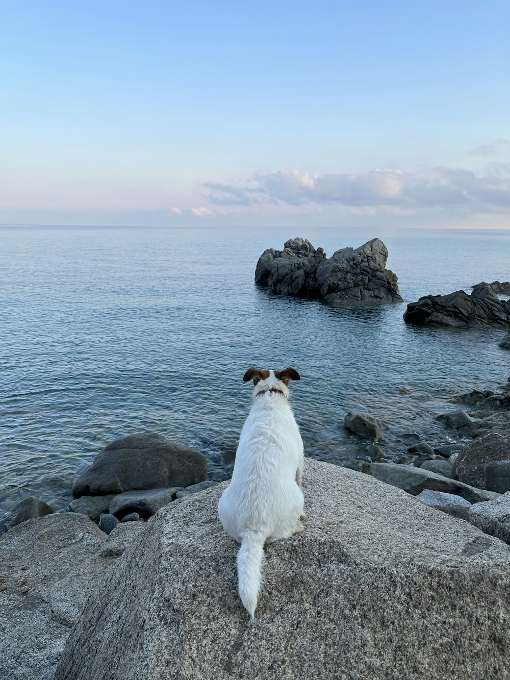 a dog sitting on a rock by the water