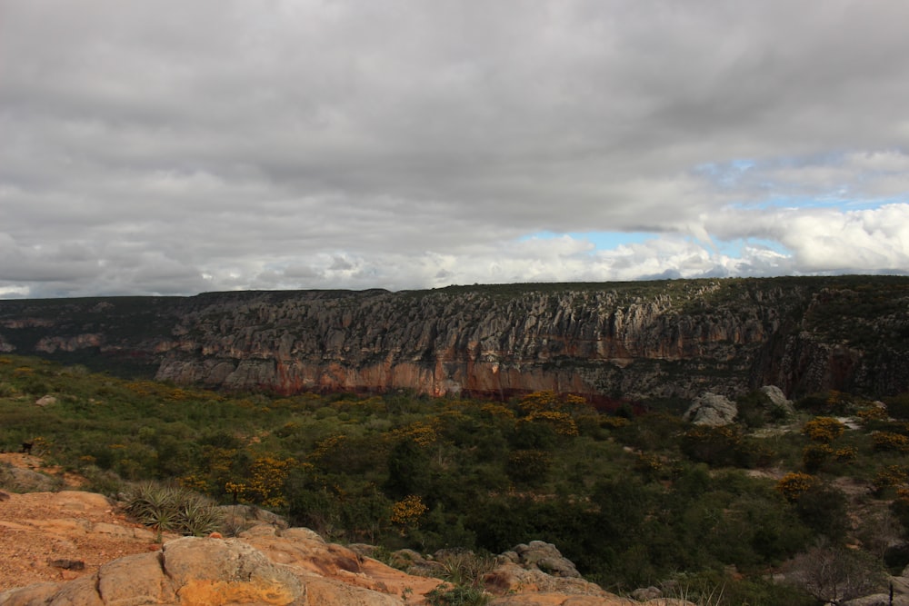 a landscape with rocks and plants