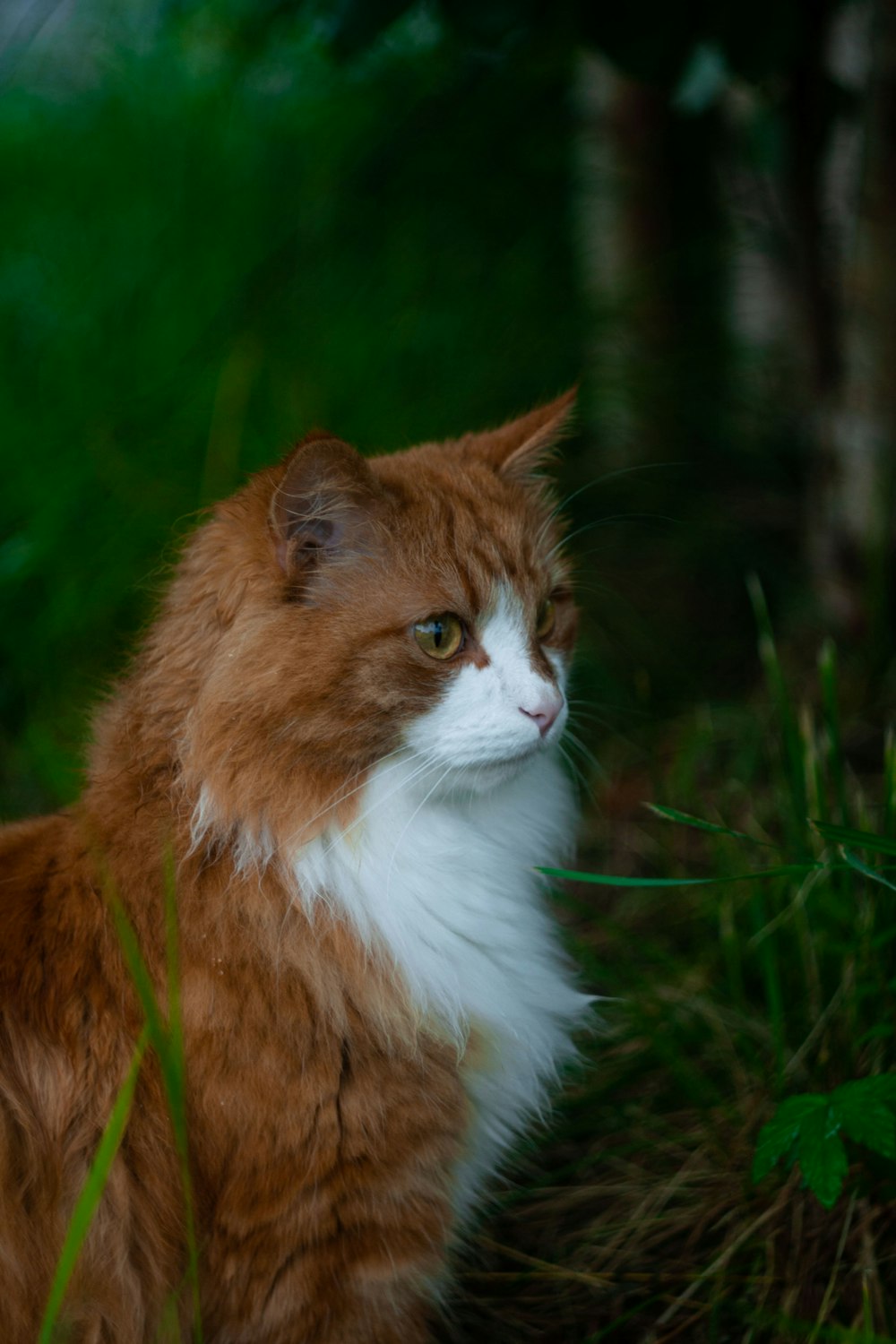 a cat sitting in the grass