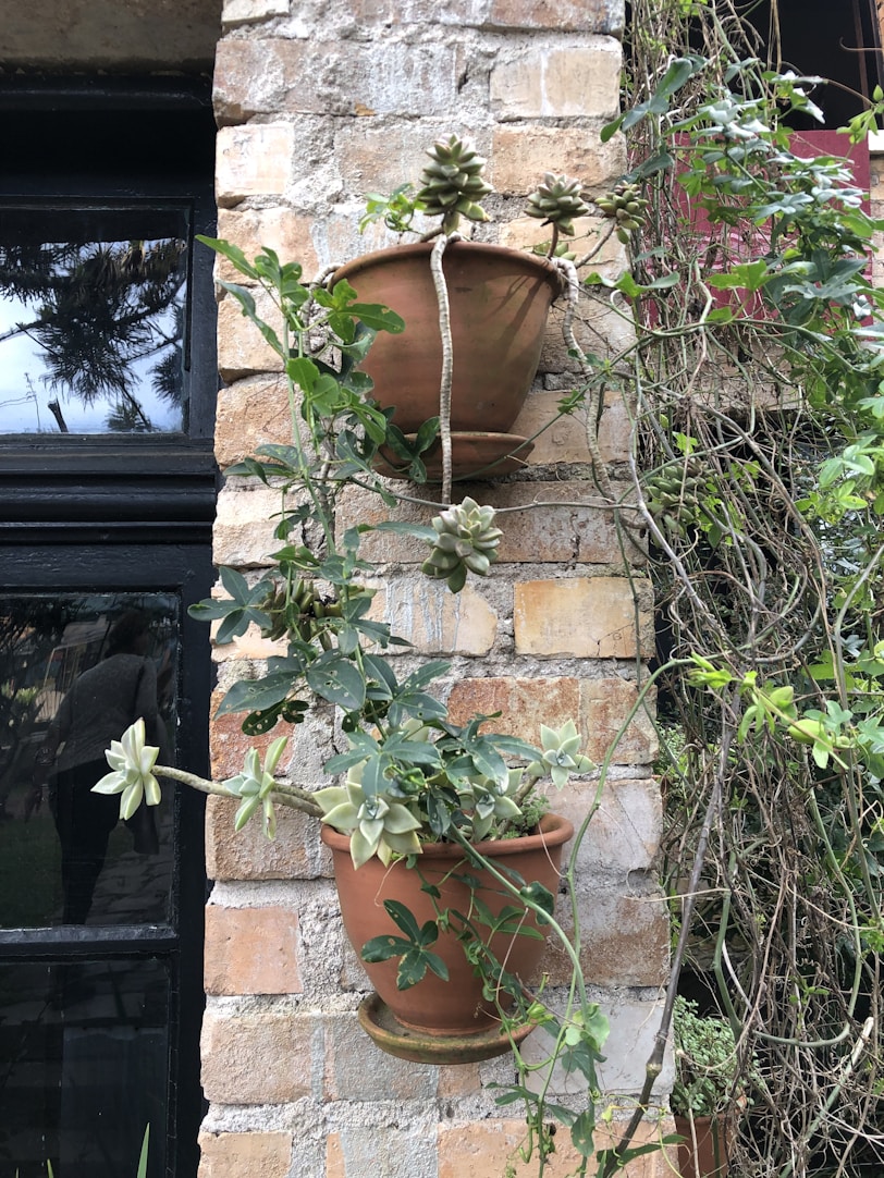 a couple of potted plants on a brick wall