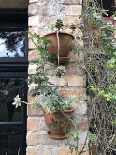 a couple of potted plants on a brick wall