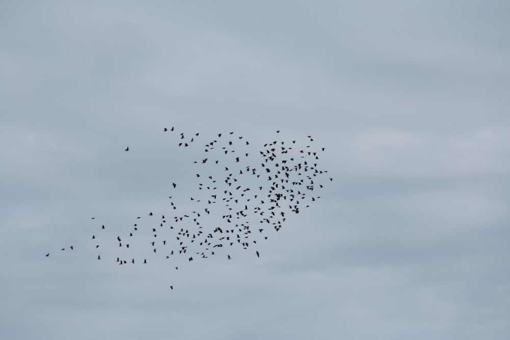 a flock of birds flying in the sky