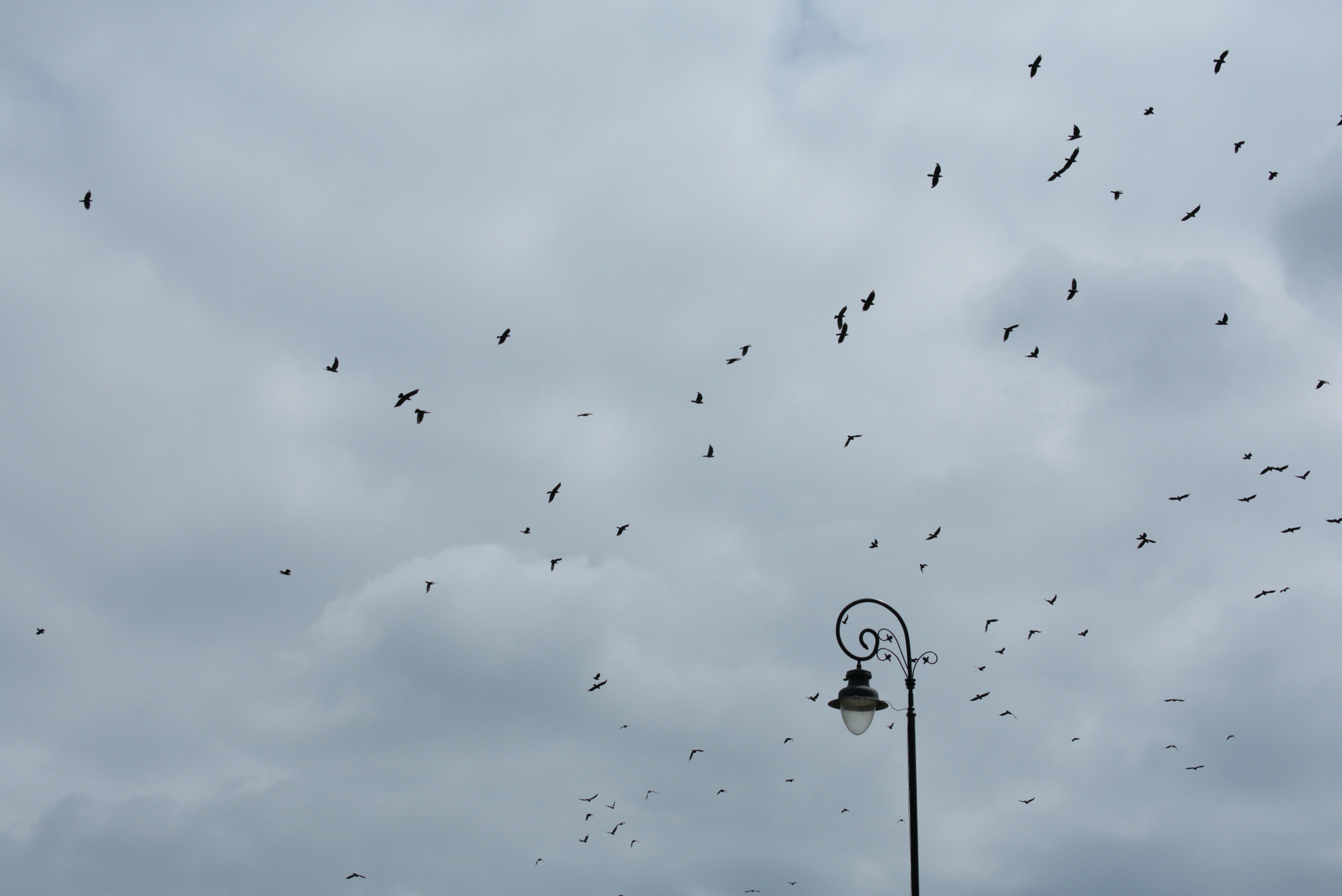 a flock of birds flying in the sky
