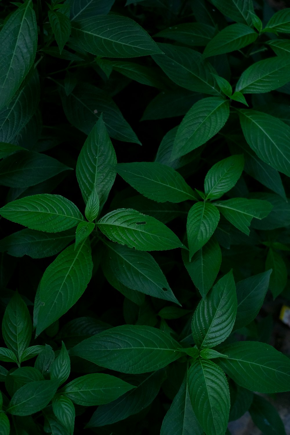 a group of green leaves