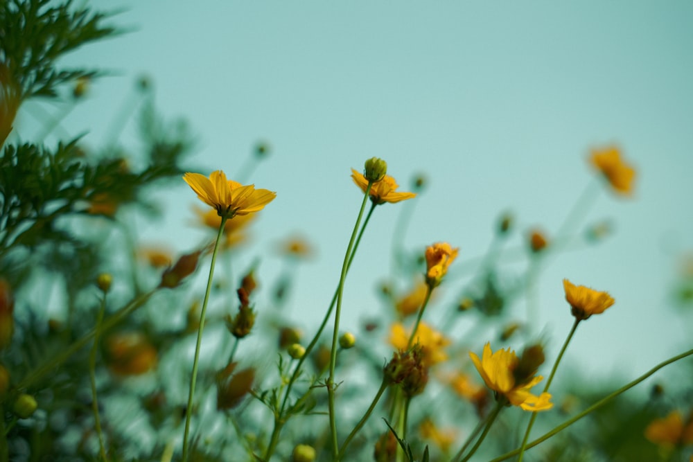 a group of yellow flowers