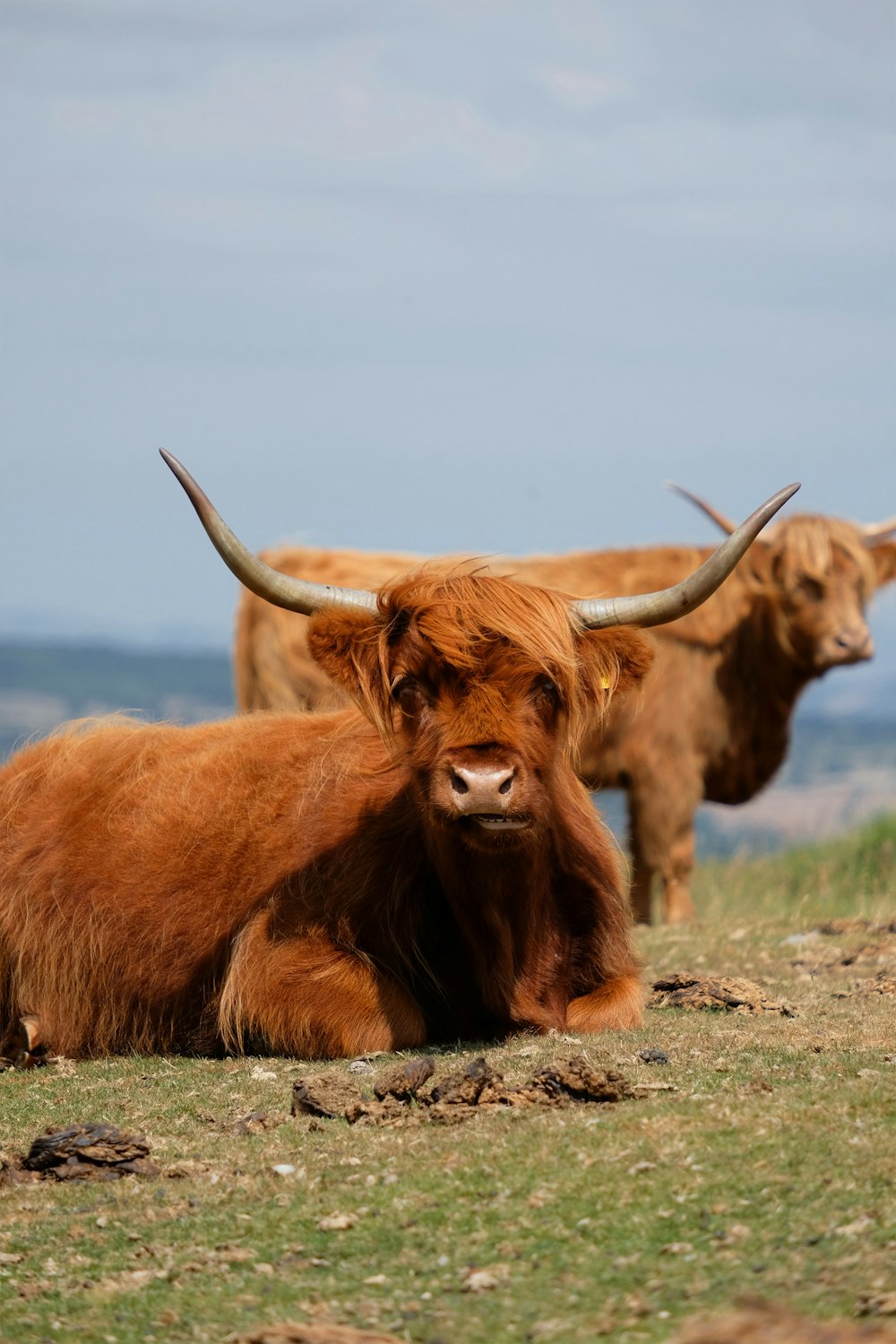 a group of yaks on a grassy hill