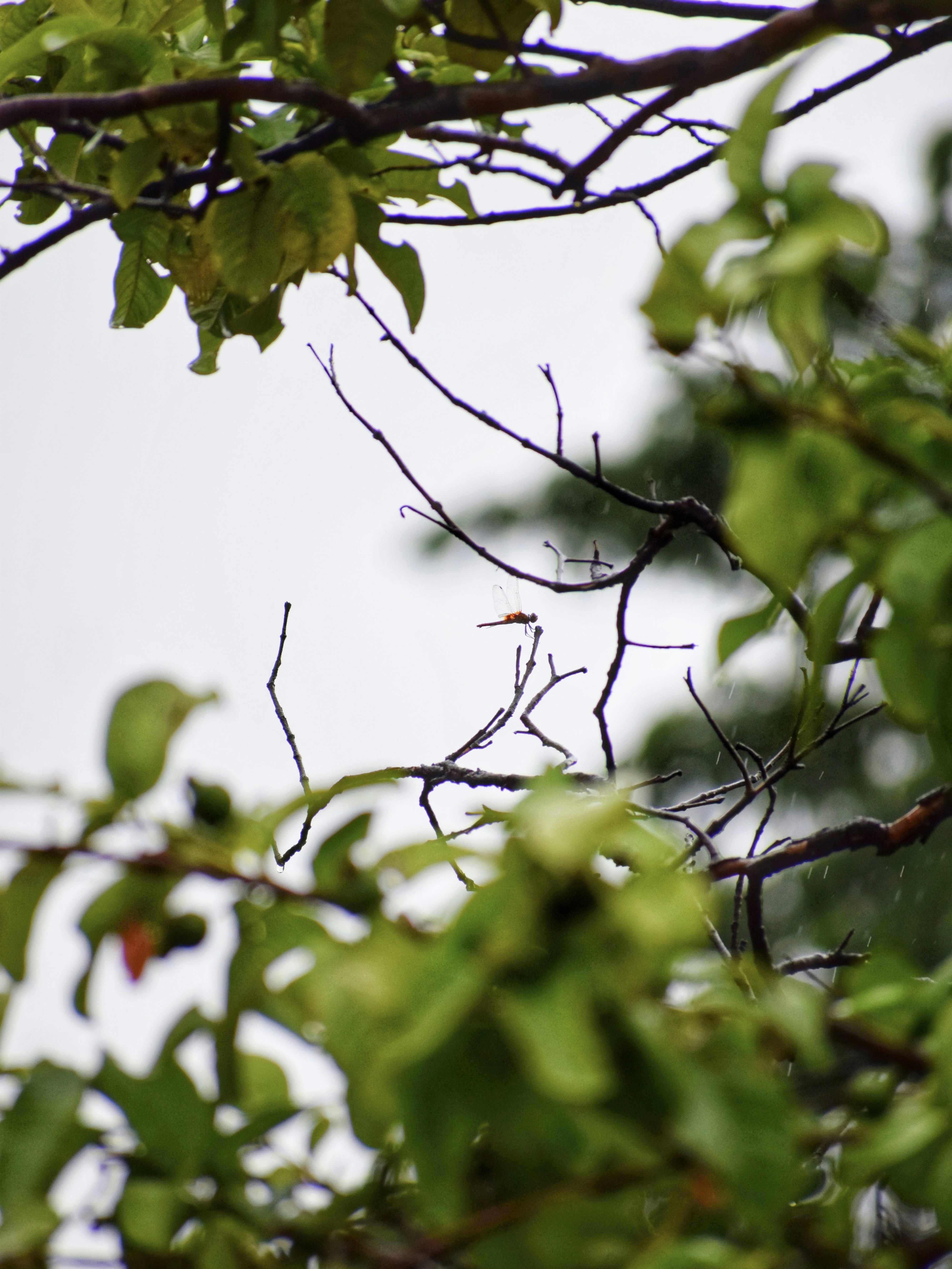 Photo by theushakiran