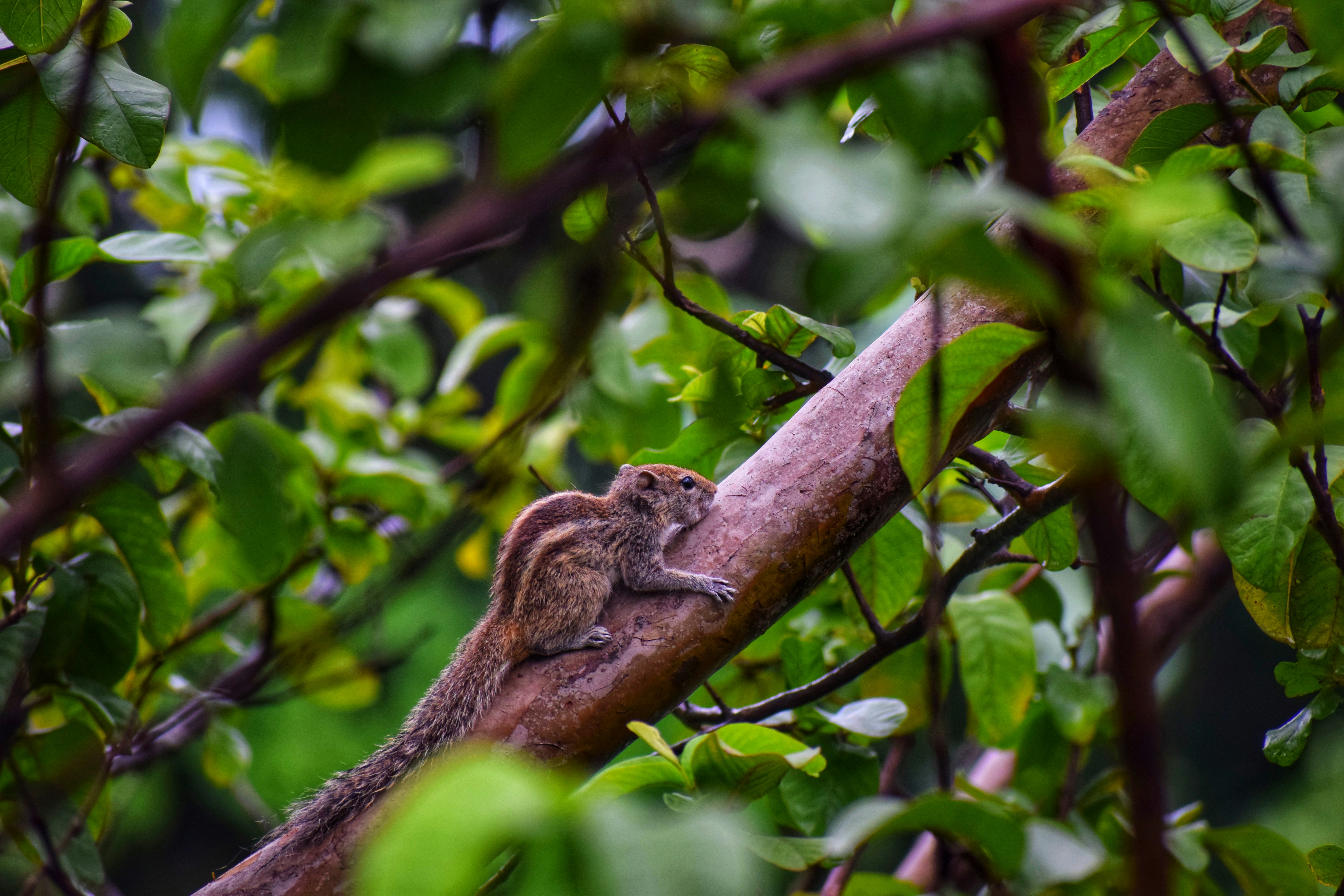 Photo by theushakiran