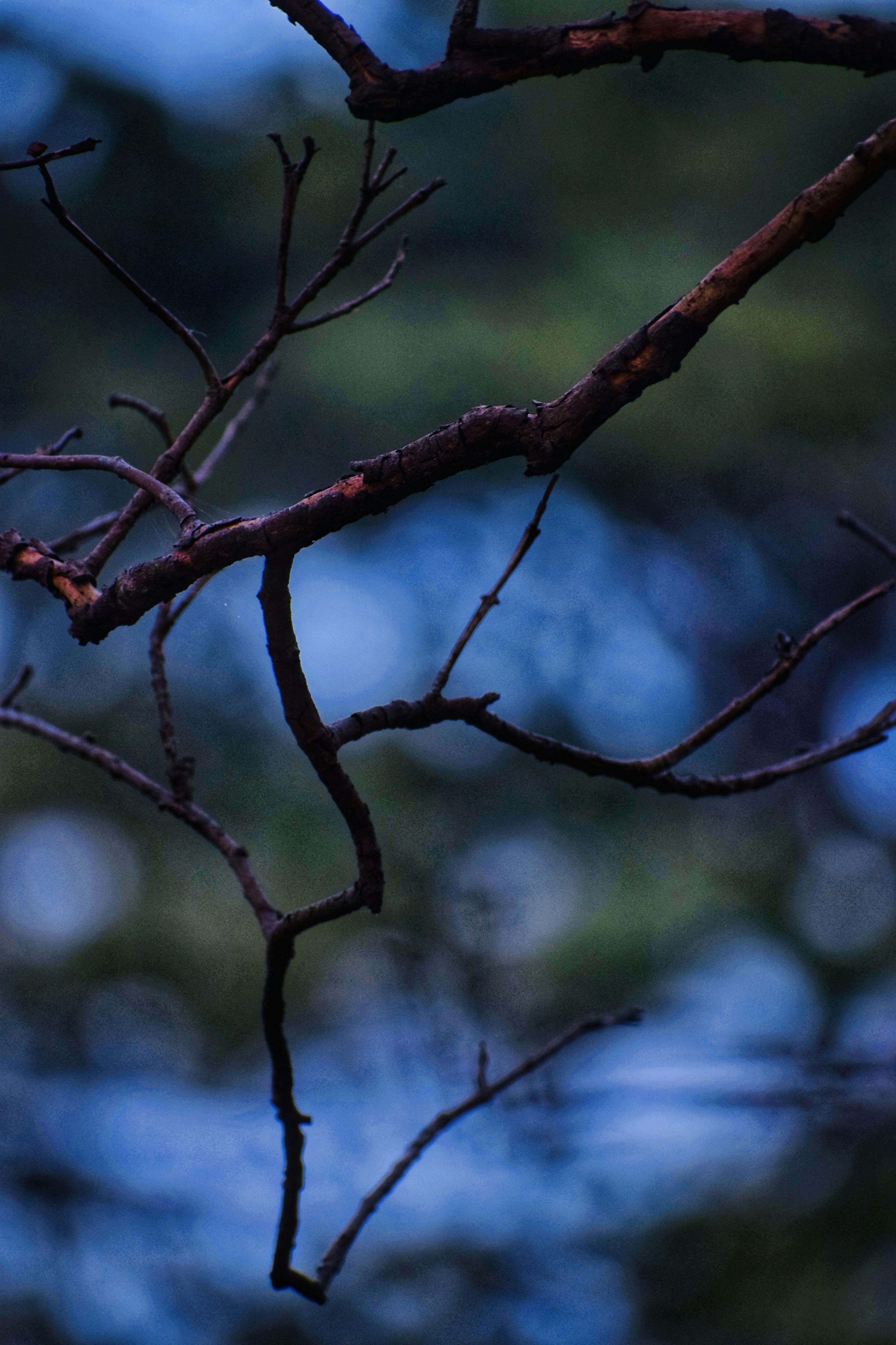 a close up of a tree branch