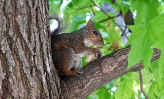 A squirrel is perched on a tree branch, holding a peanut in its paws. The tree trunk and branches are textured with rough bark, and vibrant green leaves surround the squirrel. Sunlight filters through the leaves, creating a natural and lively setting.