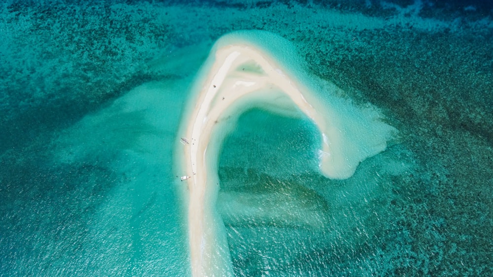 Un requin nageant dans l’eau