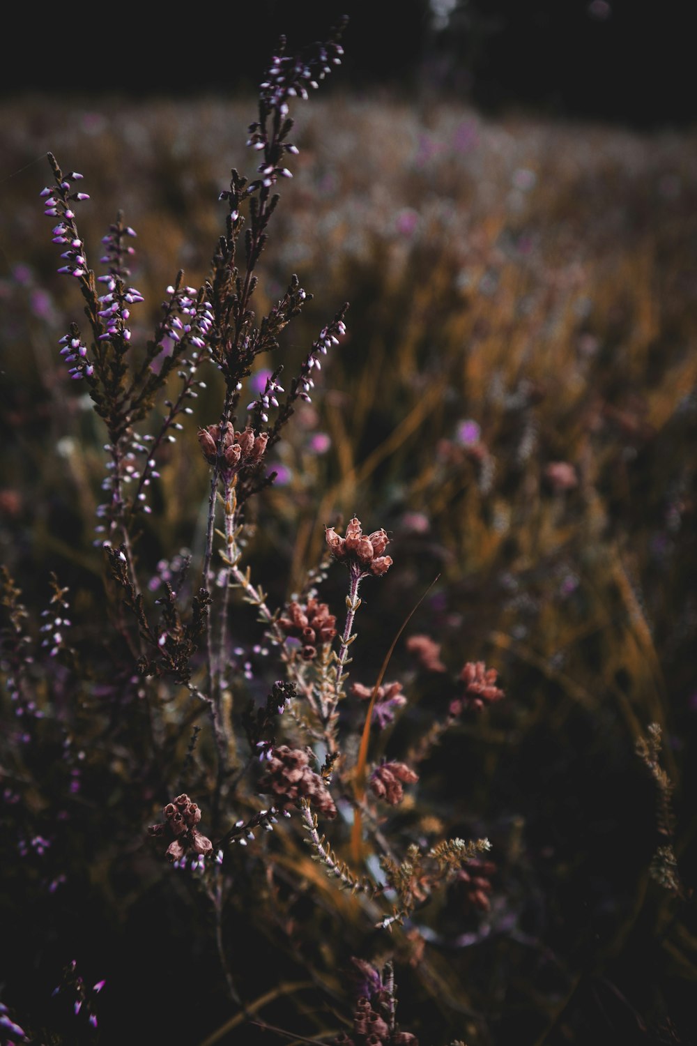 a close up of a plant