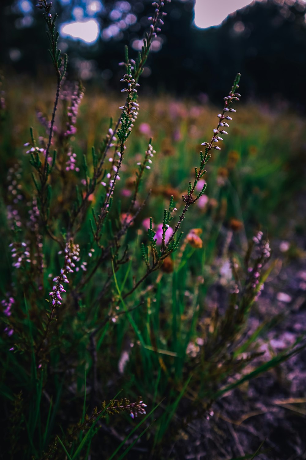 a close up of a plant