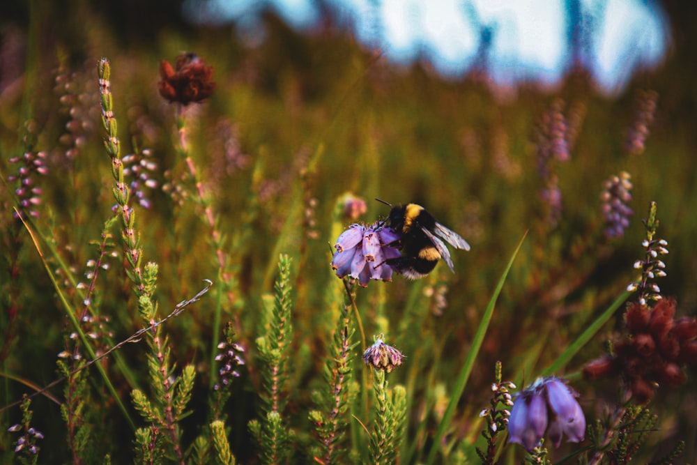 a butterfly on a flower