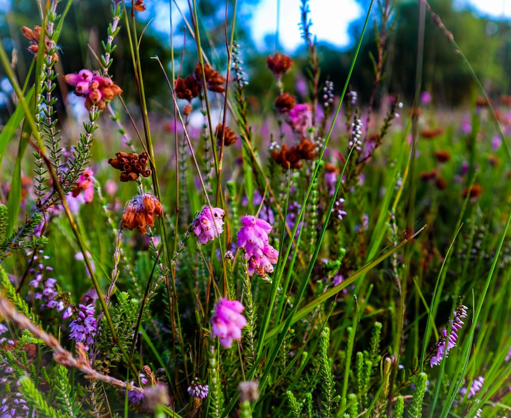 a field of flowers