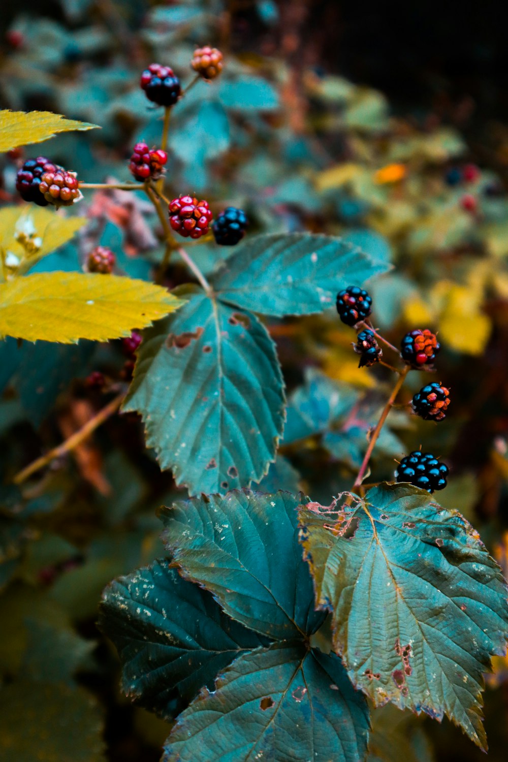 a close up of some berries