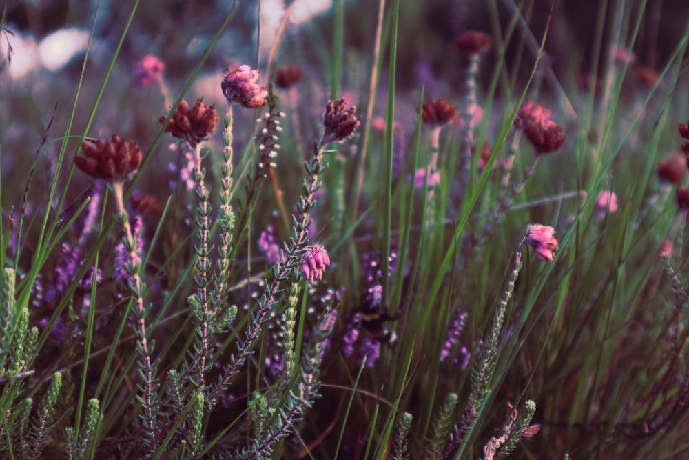 a close up of some flowers