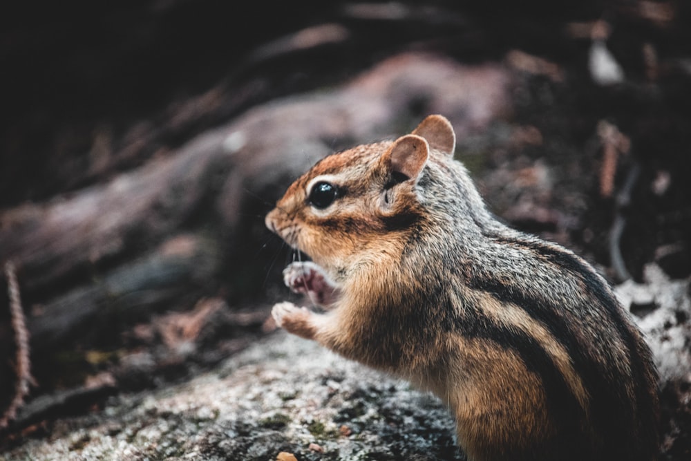 a squirrel with its mouth open