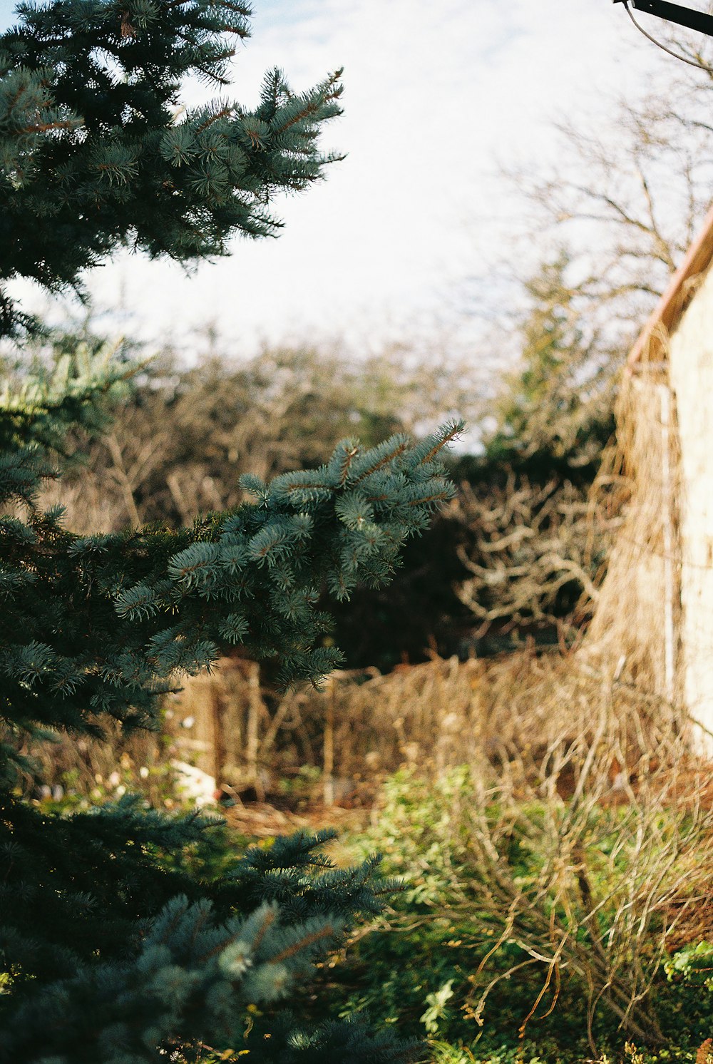 a rocky cliff with trees on it