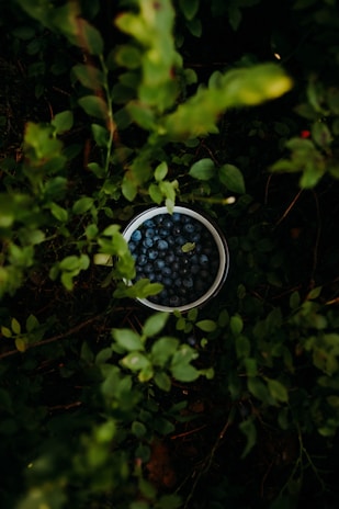 A vibrant greenhouse filled with healthy blueberry plants.
