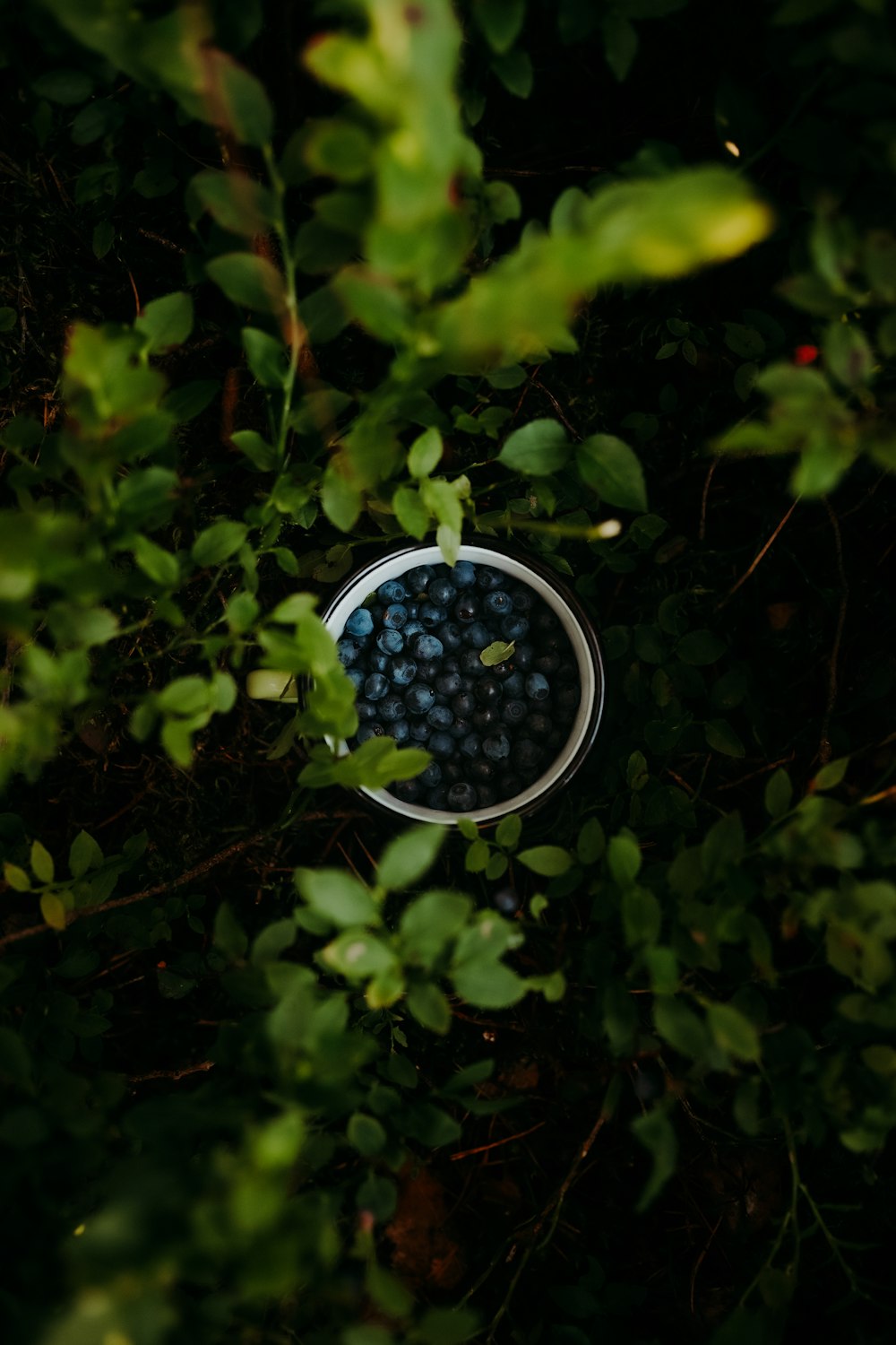 a round object surrounded by green leaves