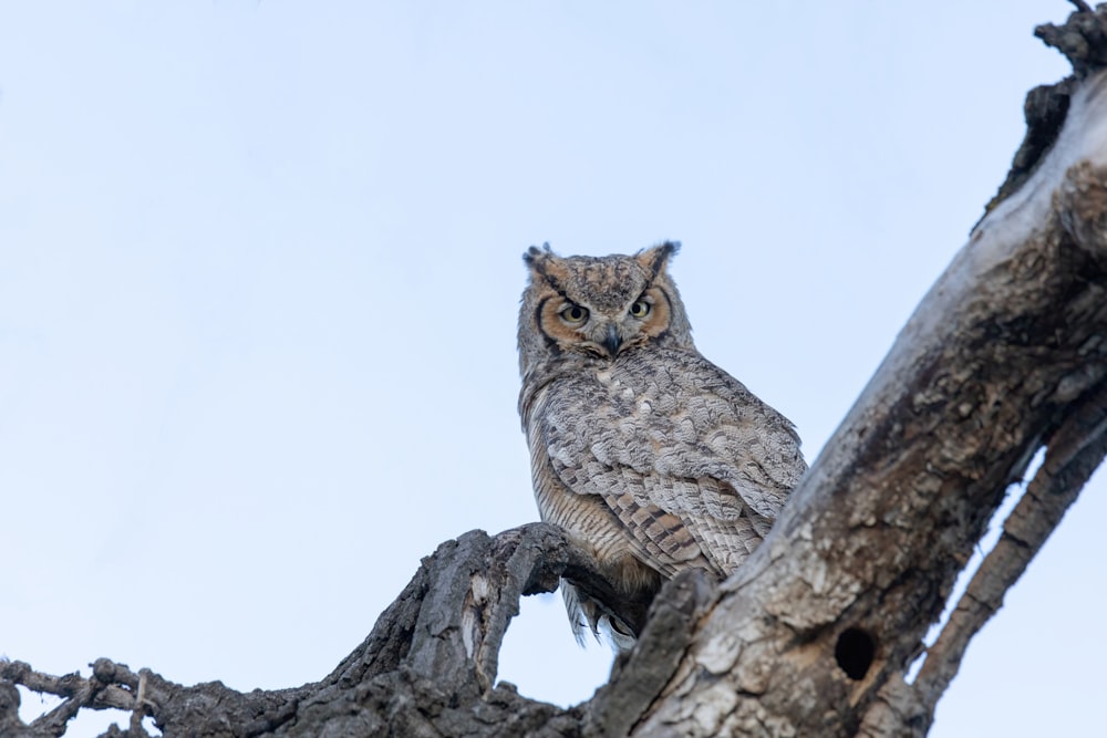 an owl sitting on a tree branch