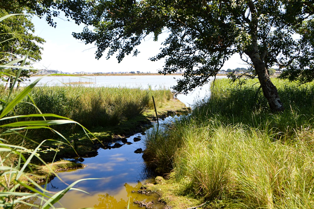 a stream with grass and trees