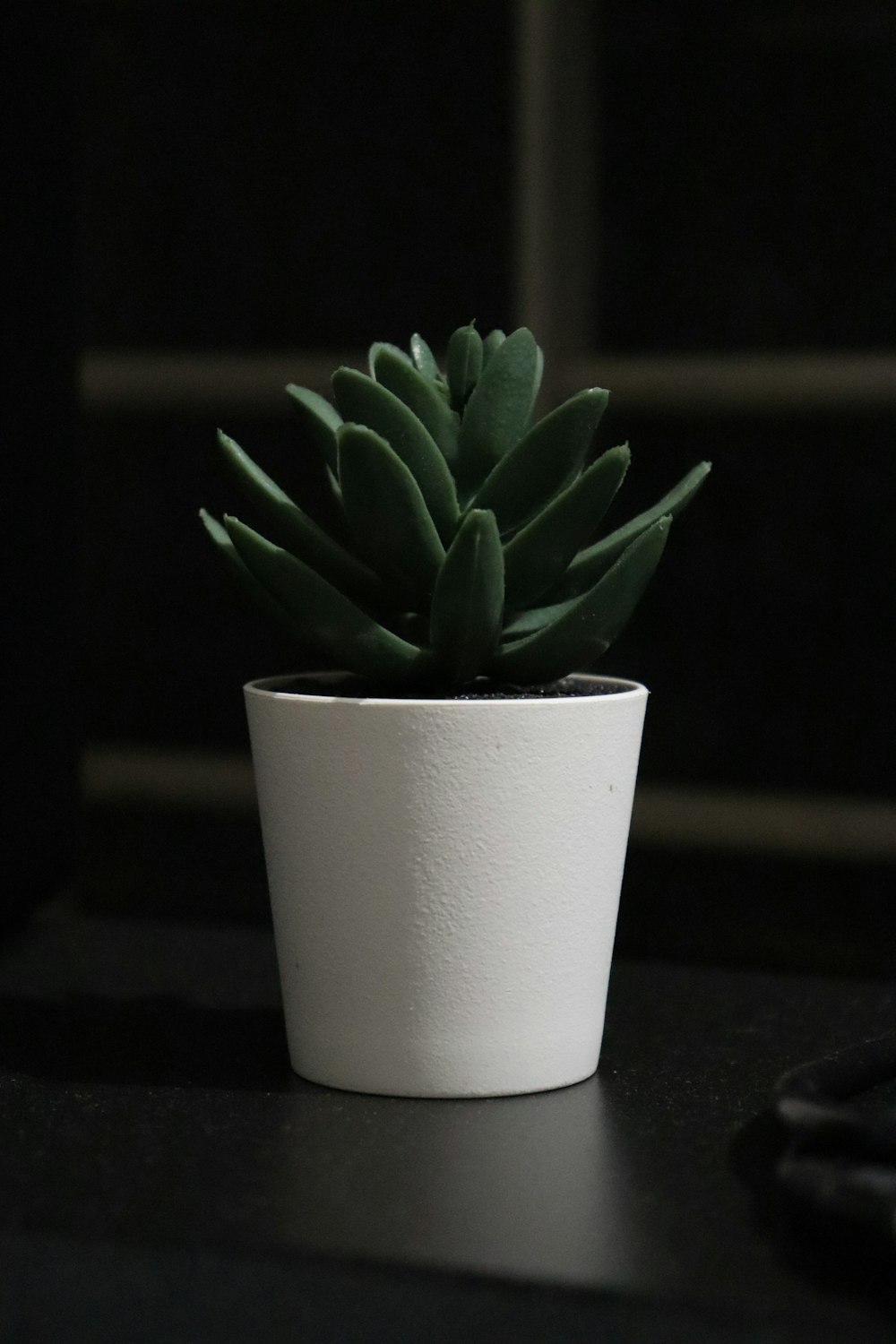 a plant in a pot