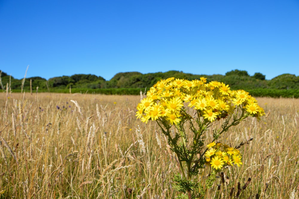 a field of yellow flowers