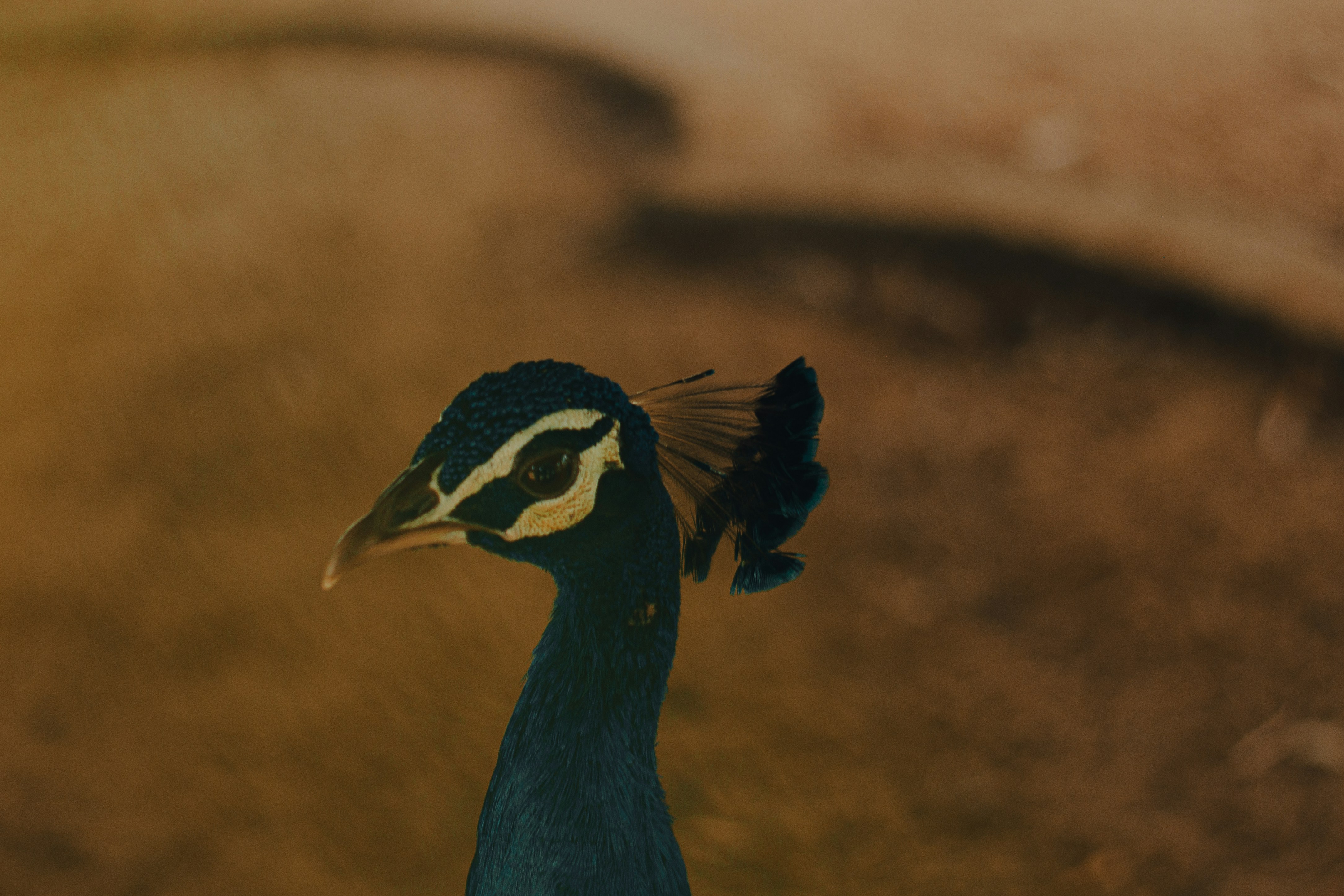un oiseau au long cou