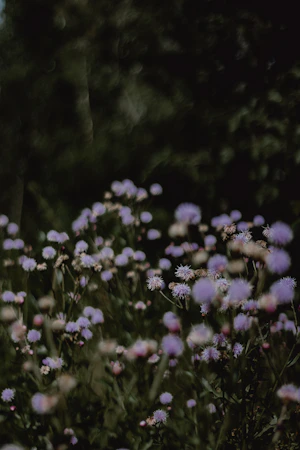 a close up of some flowers
