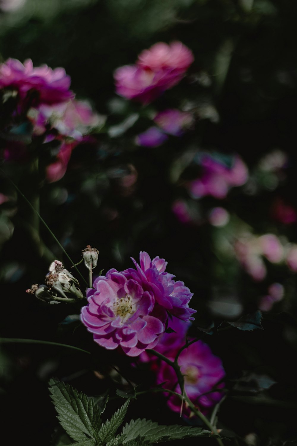 a close up of flowers