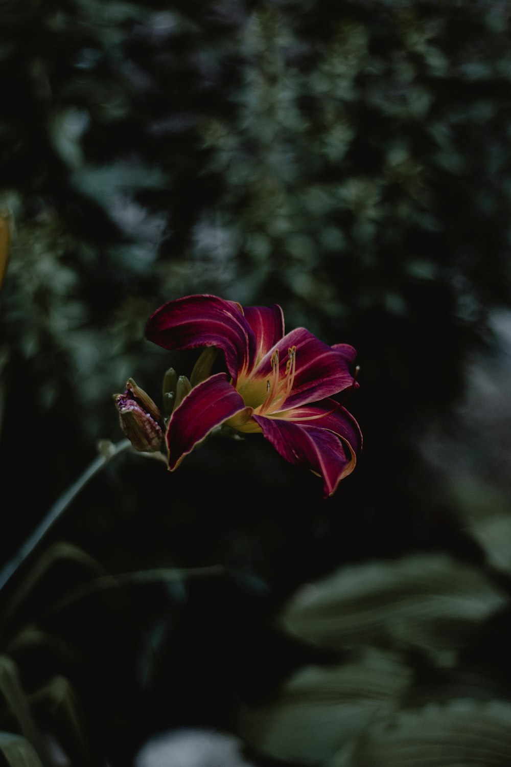 a close up of a flower