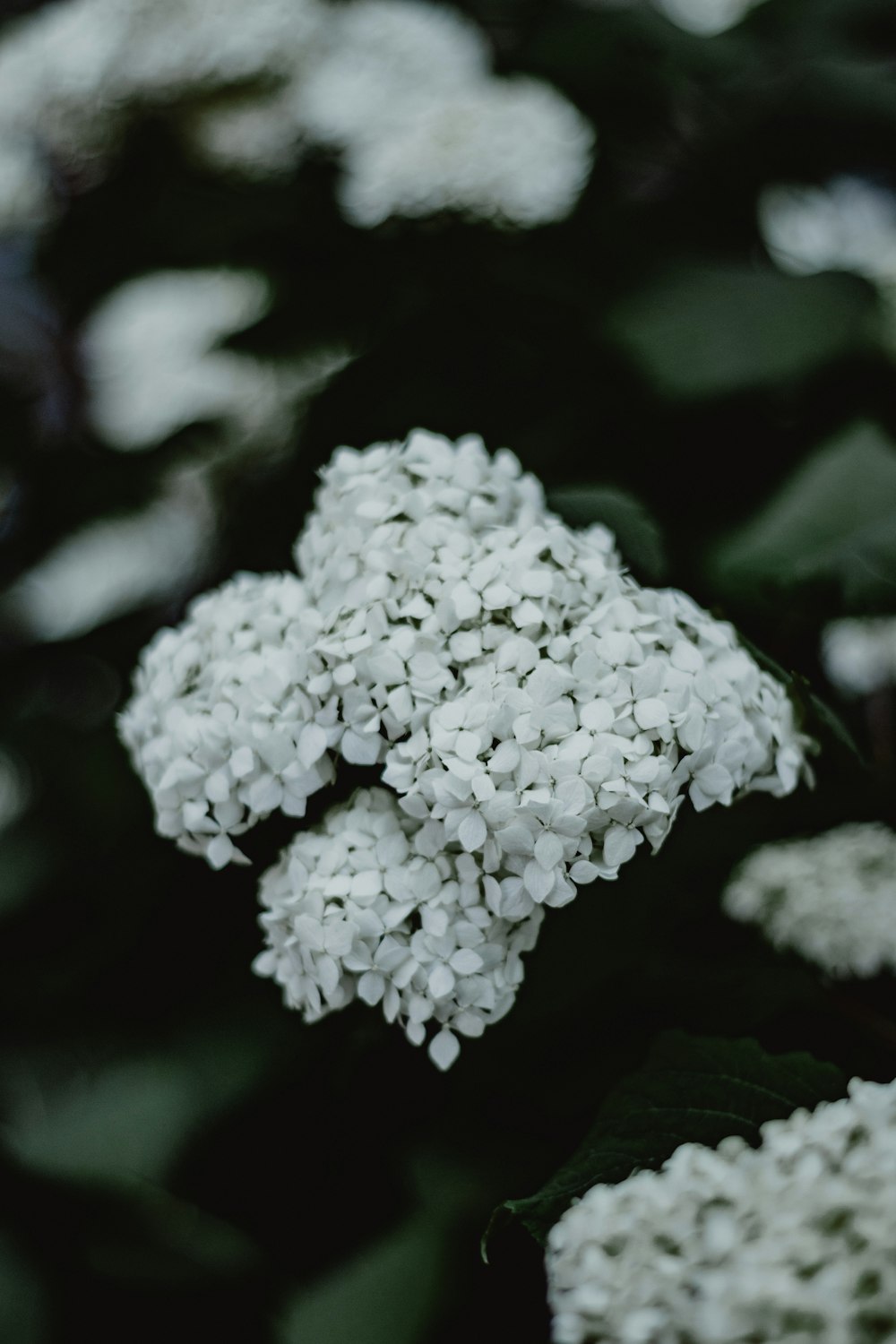 a close up of a white flower