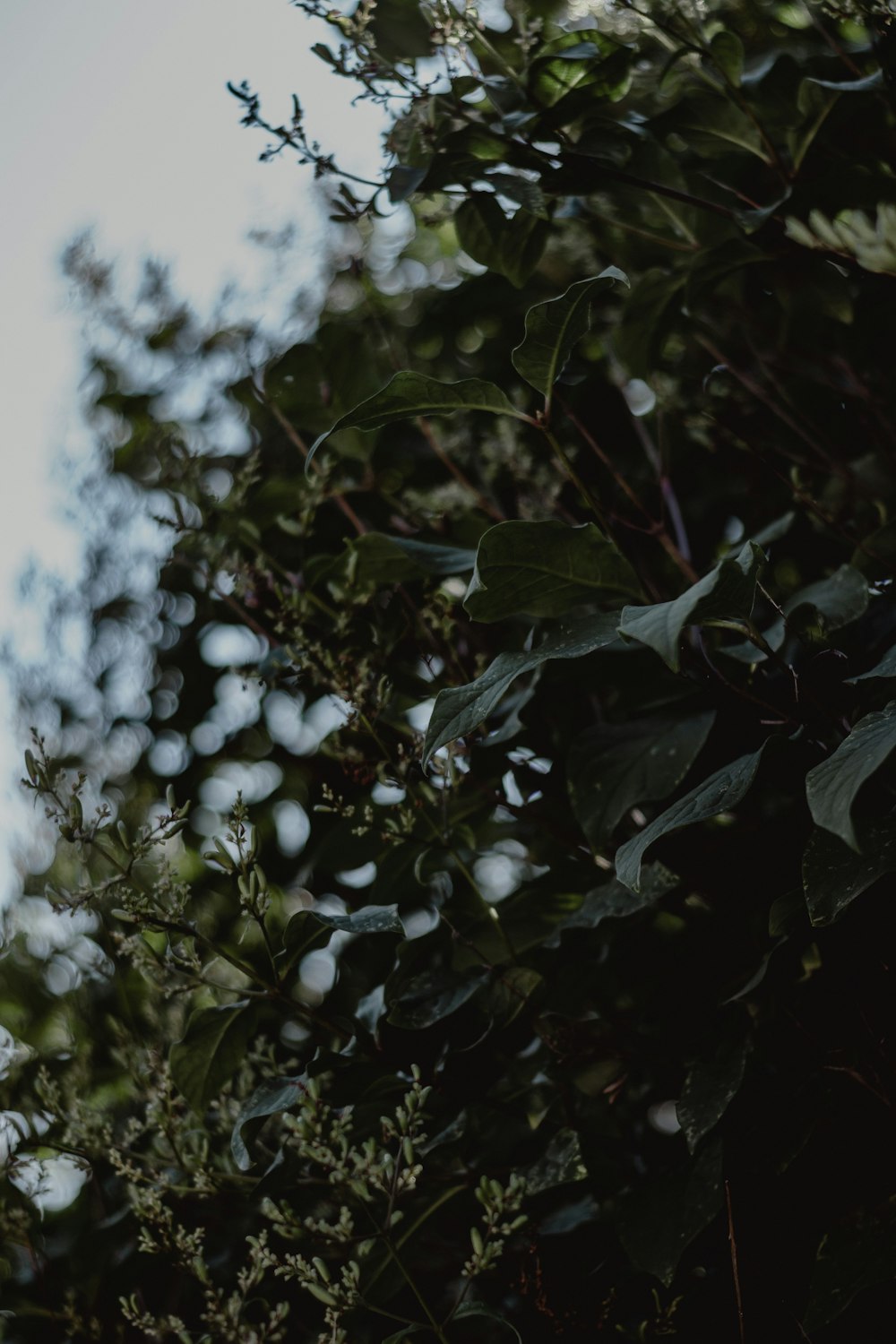 a tree with white flowers