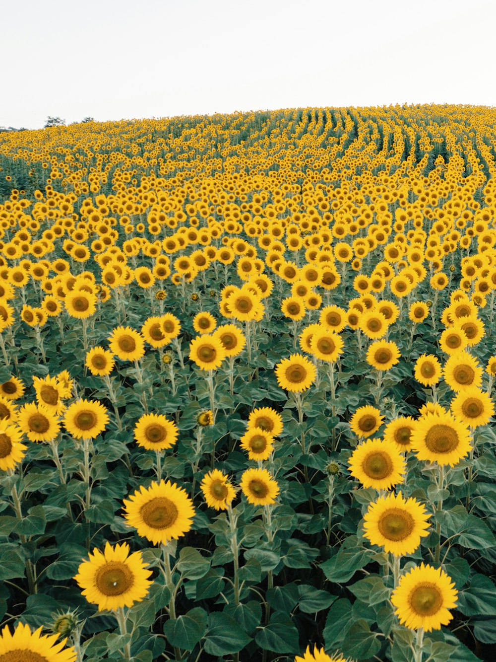 un champ de tournesols