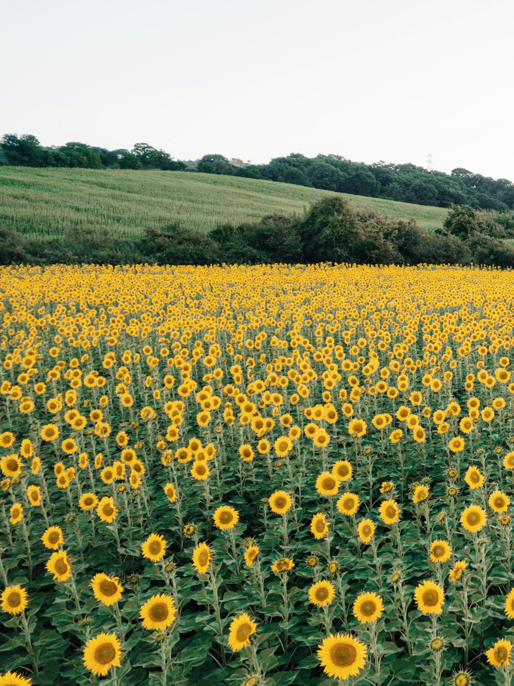 a field of sunflowers