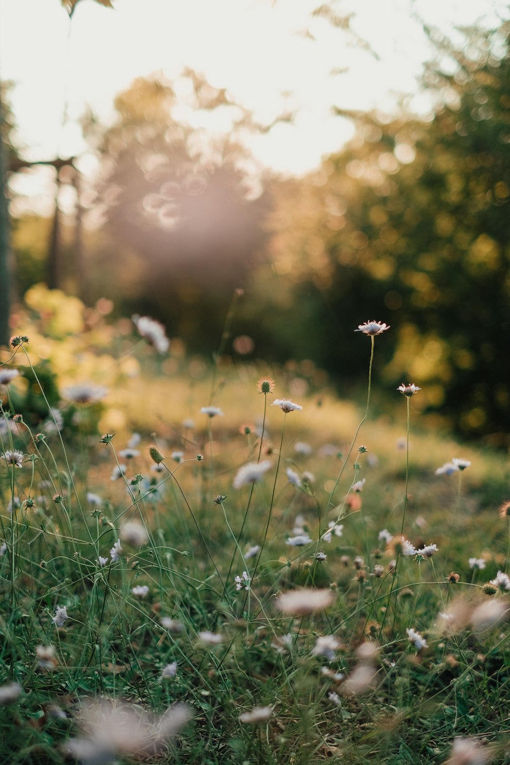 a field of grass with flowers