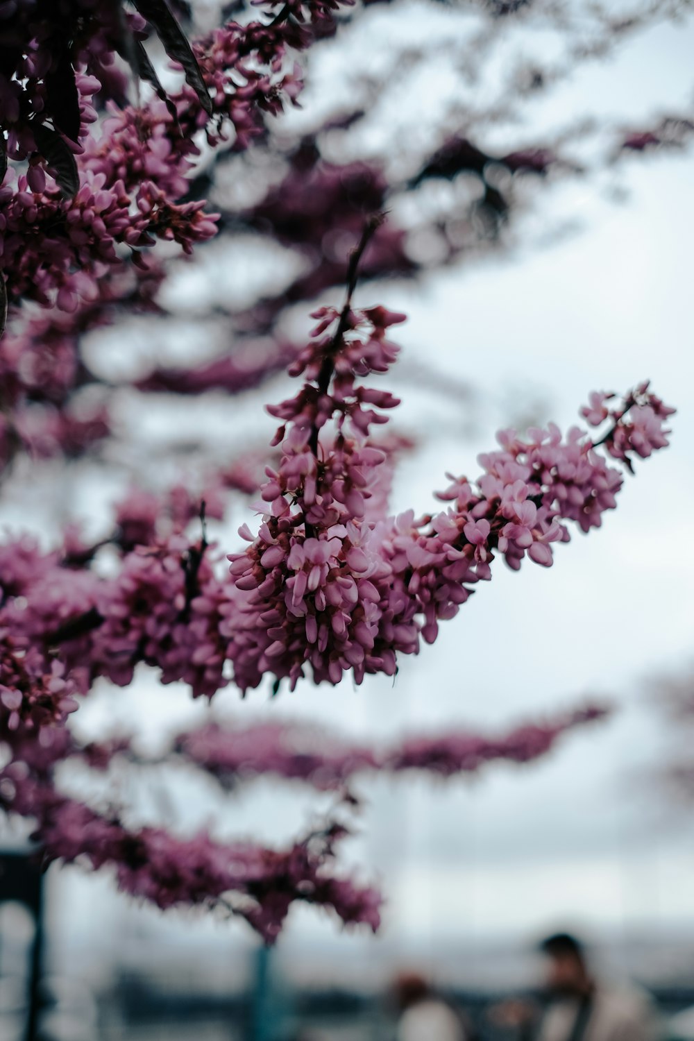 a close up of a tree branch