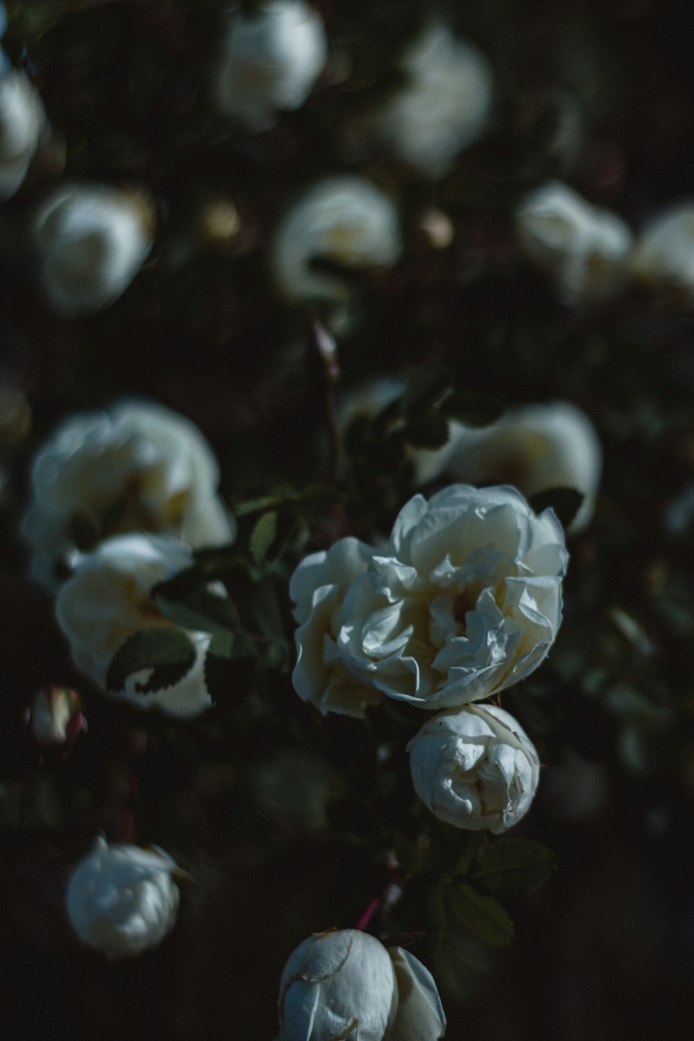 close up of white flowers