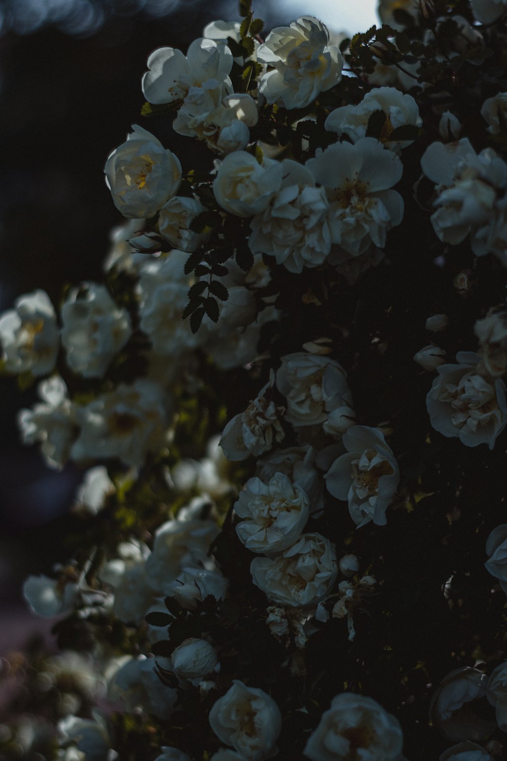 a close up of white flowers