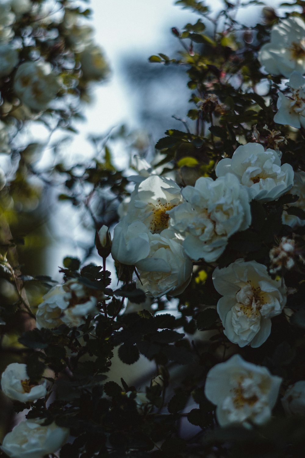 a close up of white flowers