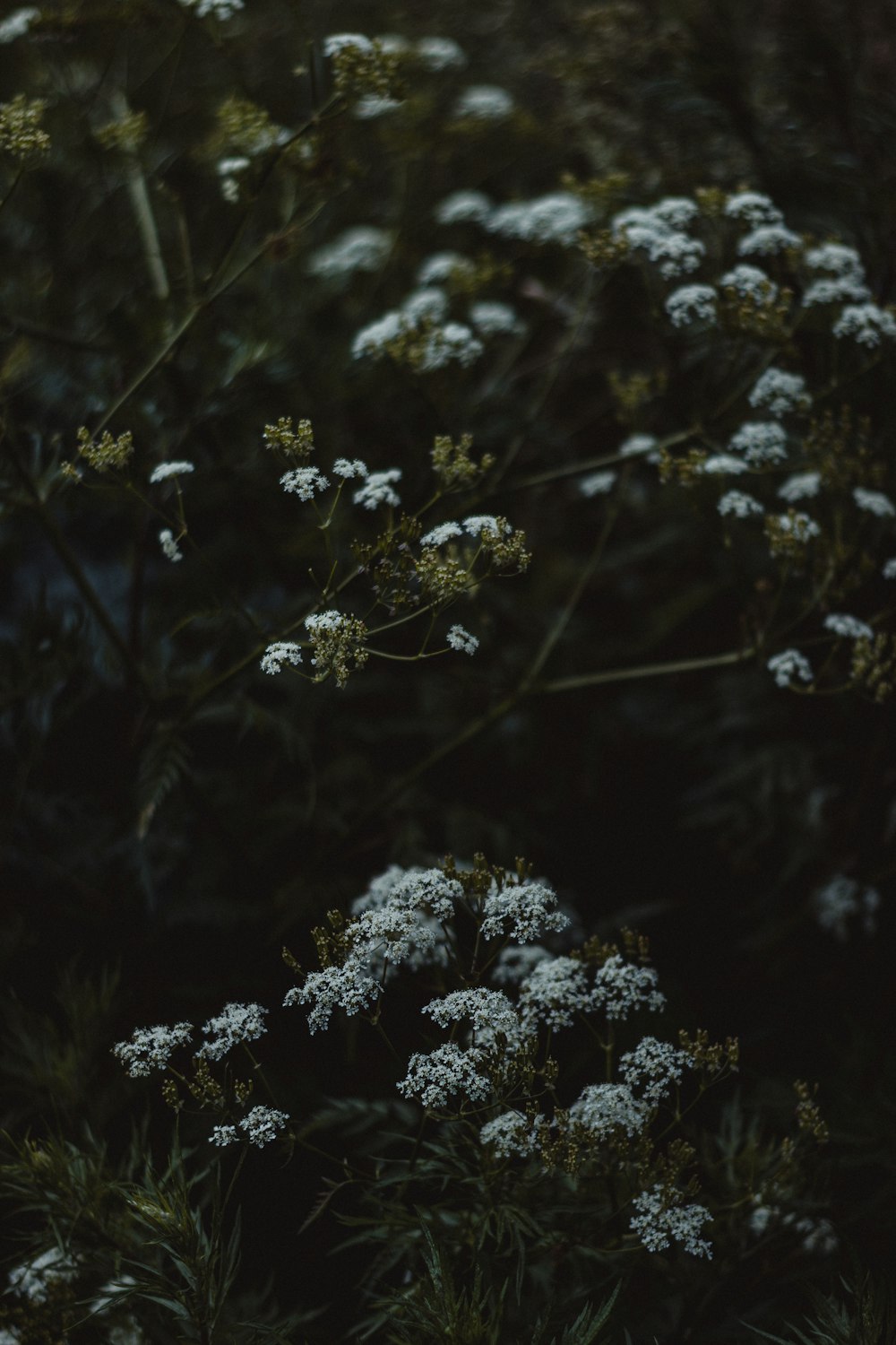 a bush with white flowers