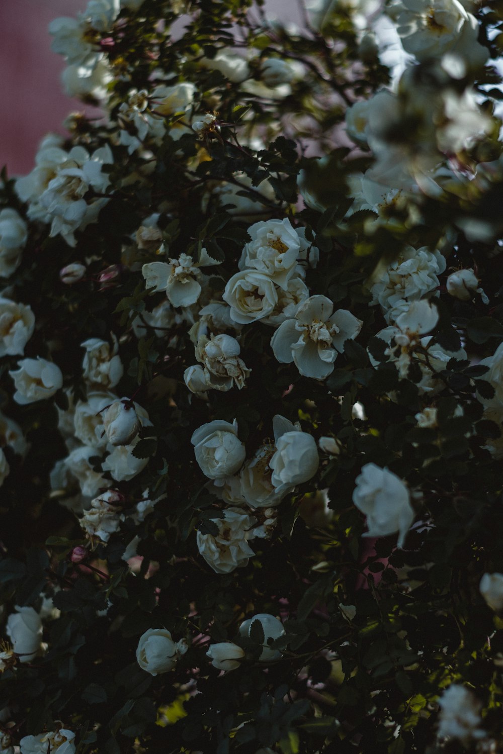 a close up of white flowers