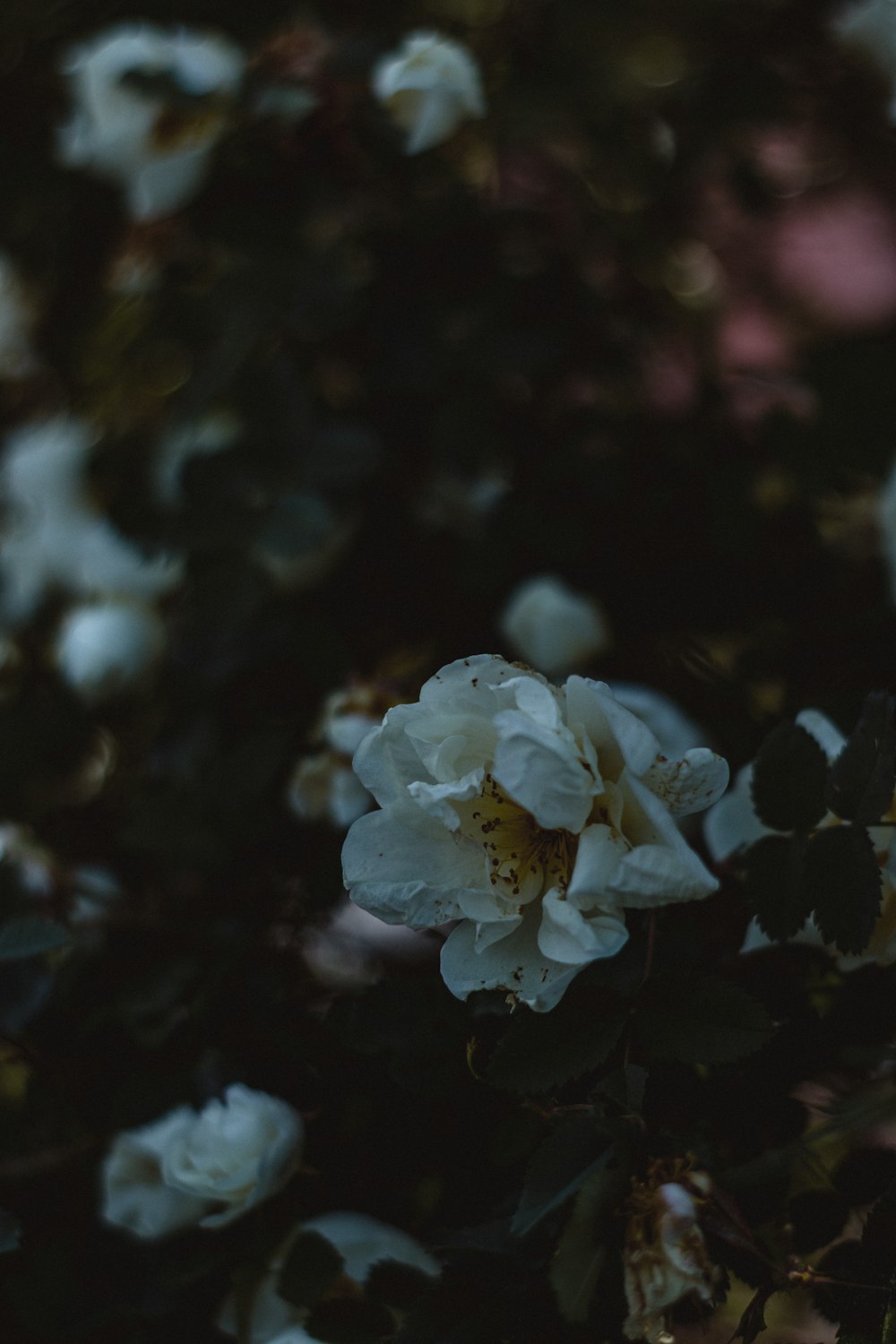 a close up of a flower