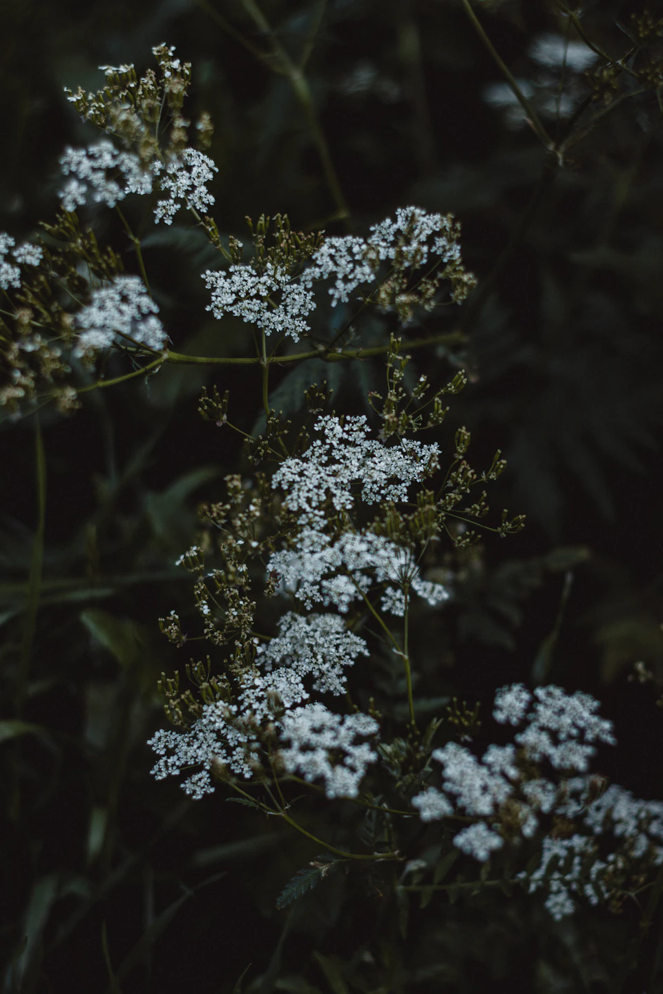 Close-up view of white flowers with green stems in overlapping arrangement, set against blurred background