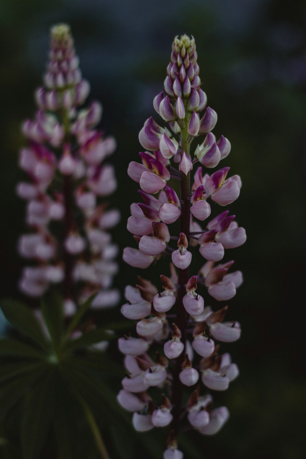 a close-up of a flower