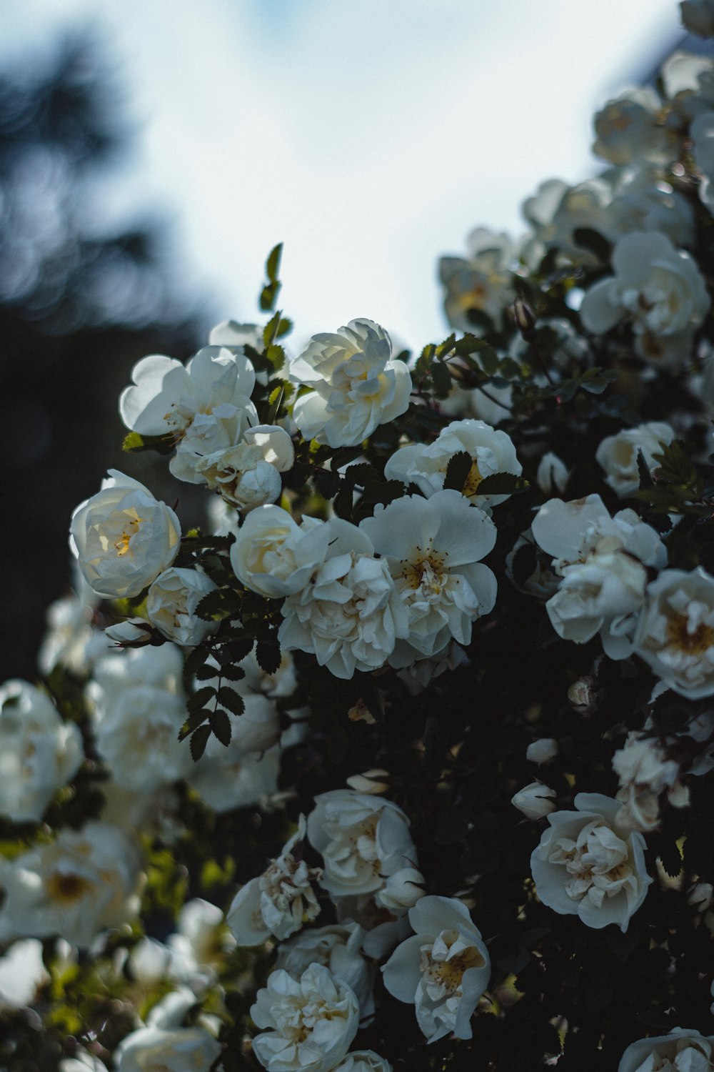 a close up of white flowers